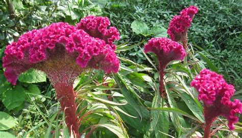 雞冠花風水|【雞冠花風水】雞冠花風水：擺設密技、吉祥寓意，打造居家正能。